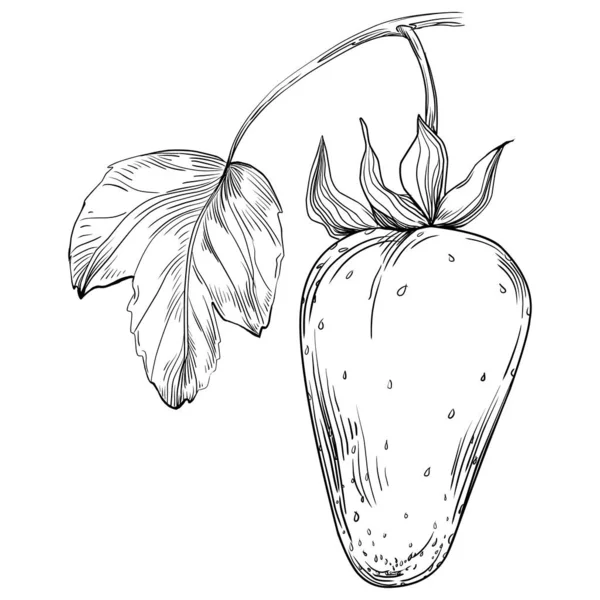 Hand Drawn Cartoon Fresh Fruit Illustration — Stock Vector