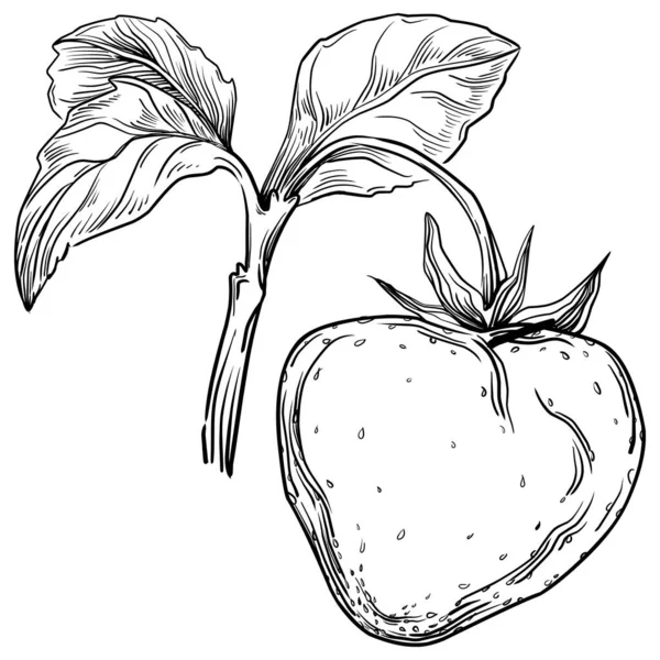 新鮮な果物の手描きの漫画 イラスト — ストックベクタ