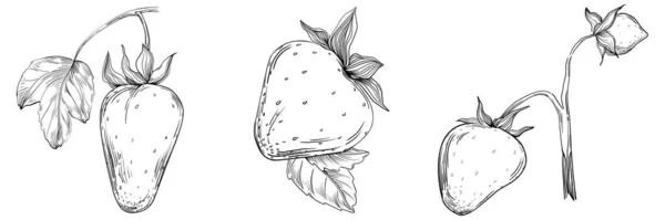 新鮮な果物の手描きの漫画 イラスト — ストックベクタ