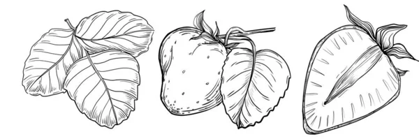 Dibujos Animados Dibujados Mano Fruta Fresca Ilustración — Archivo Imágenes Vectoriales