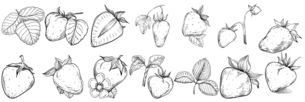 Hand Drawn Cartoon Fresh Fruit Illustration — Stock Vector