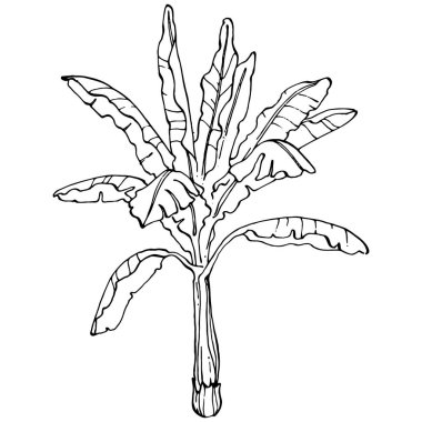 Vector Egzotik Hawaii yazı. Palm Beach ormanı botanik yaprakları. Siyah ve beyaz muz yaprakları işlemeli mürekkep sanatı. Yaprak bitkisi, botanik bahçesi çiçek yaprakları. İzole edilmiş yaprak illüstrasyon ögesi.