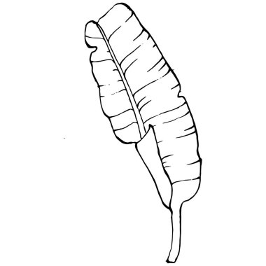 Vector Egzotik Hawaii yazı. Palm Beach ormanı botanik yaprakları. Siyah ve beyaz muz yaprakları işlemeli mürekkep sanatı. Yaprak bitkisi, botanik bahçesi çiçek yaprakları. İzole edilmiş yaprak illüstrasyon ögesi.