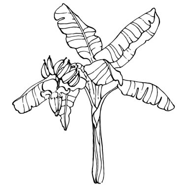 Vector Egzotik Hawaii yazı. Palm Beach ormanı botanik yaprakları. Siyah ve beyaz muz yaprakları işlemeli mürekkep sanatı. Yaprak bitkisi, botanik bahçesi çiçek yaprakları. İzole edilmiş yaprak illüstrasyon ögesi.