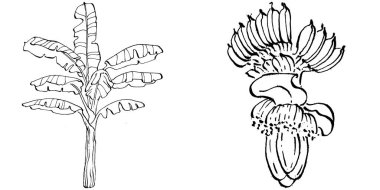Vector Egzotik Hawaii yazı. Palm Beach ormanı botanik yaprakları. Siyah ve beyaz muz yaprakları işlemeli mürekkep sanatı. Yaprak bitkisi, botanik bahçesi çiçek yaprakları. İzole edilmiş yaprak illüstrasyon ögesi.