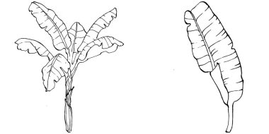 Vector Egzotik Hawaii yazı. Palm Beach ormanı botanik yaprakları. Siyah ve beyaz muz yaprakları işlemeli mürekkep sanatı. Yaprak bitkisi, botanik bahçesi çiçek yaprakları. İzole edilmiş yaprak illüstrasyon ögesi.