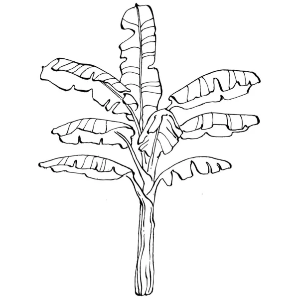 热带夏威夷夏季的病媒 棕榈滩丛林植物叶子 黑白相间的香蕉留下刻有油墨的艺术品 叶子植物植物园 花卉叶 孤立的叶图元素 — 图库矢量图片