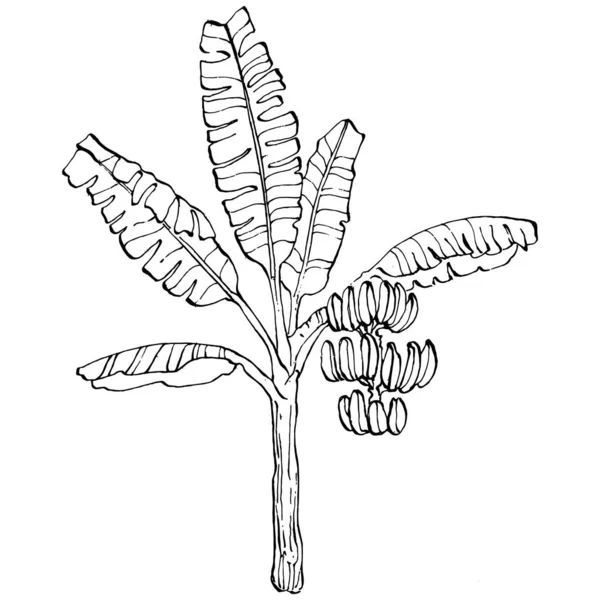 Vector Exotische Tropische Hawaïaanse Zomer Palmstrandboom Jungle Botanische Bladeren Zwart — Stockvector