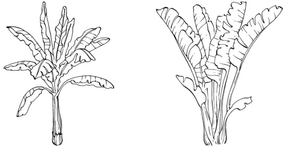 ベクトルエキゾチックな熱帯のハワイの夏 パームビーチツリージャングル植物の葉 黒と白のバナナの葉の彫刻インクアート 葉植物植物園花の葉 孤立した葉のイラスト要素 — ストックベクタ