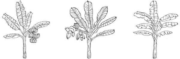 热带夏威夷夏季的病媒 棕榈滩丛林植物叶子 黑白相间的香蕉留下刻有油墨的艺术品 叶子植物植物园 花卉叶 孤立的叶图元素 — 图库矢量图片
