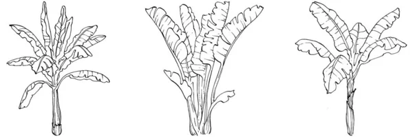 Vector Exotische Tropische Hawaïaanse Zomer Palmstrandboom Jungle Botanische Bladeren Zwart — Stockvector