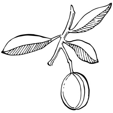 Zeytin ana hatları, beyaz arka planda izole edilmiş zeytin dalları, yapraklar, zeytinler, vektör siyah ve beyaz