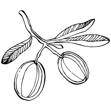 Zeytin ana hatları, beyaz arka planda izole edilmiş zeytin dalları, yapraklar, zeytinler, vektör siyah ve beyaz