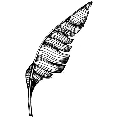 El yapımı izole edilmiş muz. Vektör illüstrasyonu egzotik meyve. 