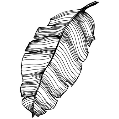 El yapımı izole edilmiş muz. Vektör illüstrasyonu egzotik meyve. 