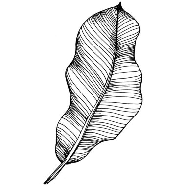 El yapımı izole edilmiş muz. Vektör illüstrasyonu egzotik meyve. 