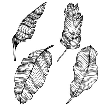 El yapımı izole edilmiş muz. Vektör illüstrasyonu egzotik meyve. 