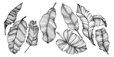 El yapımı izole edilmiş muz. Vektör illüstrasyonu egzotik meyve. 