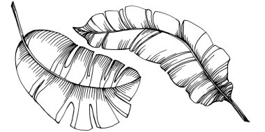 El yapımı izole edilmiş muz. Vektör illüstrasyonu egzotik meyve. 