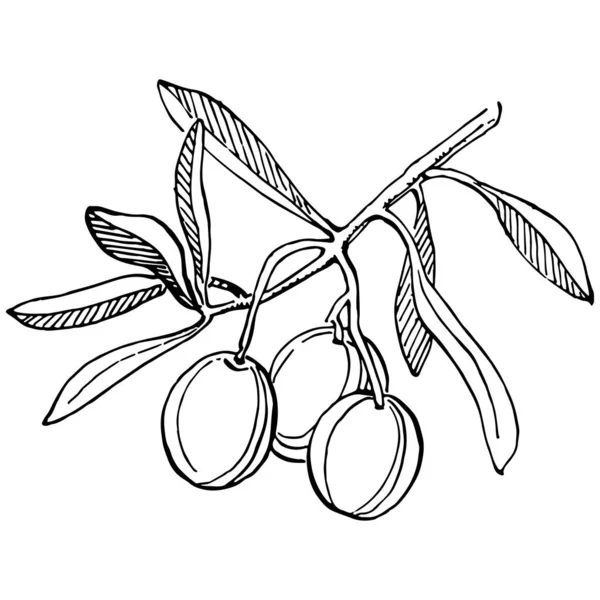 橄榄树轮廓 橄榄树分枝 白色背景 载体黑色和白色 — 图库矢量图片