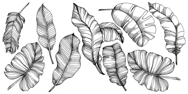 Kézzel Rajzolt Izolált Banán Vektor Illusztráció Egzotikus Gyümölcs — Stock Vector