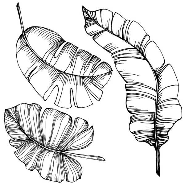 Banane Isolée Dessinée Main Illustration Vectorielle Fruits Exotiques — Image vectorielle