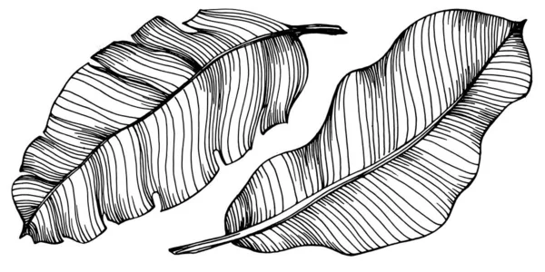 Hand Drawn Isolated Banana Vector Illustration Exotic Fruit — Stock Vector
