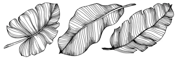 Banana Isolata Disegnata Mano Illustrazione Vettoriale Frutta Esotica — Vettoriale Stock