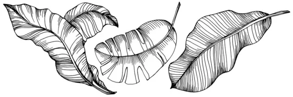 Handgetekende Geïsoleerde Banaan Vector Illustratie Exotisch Fruit — Stockvector