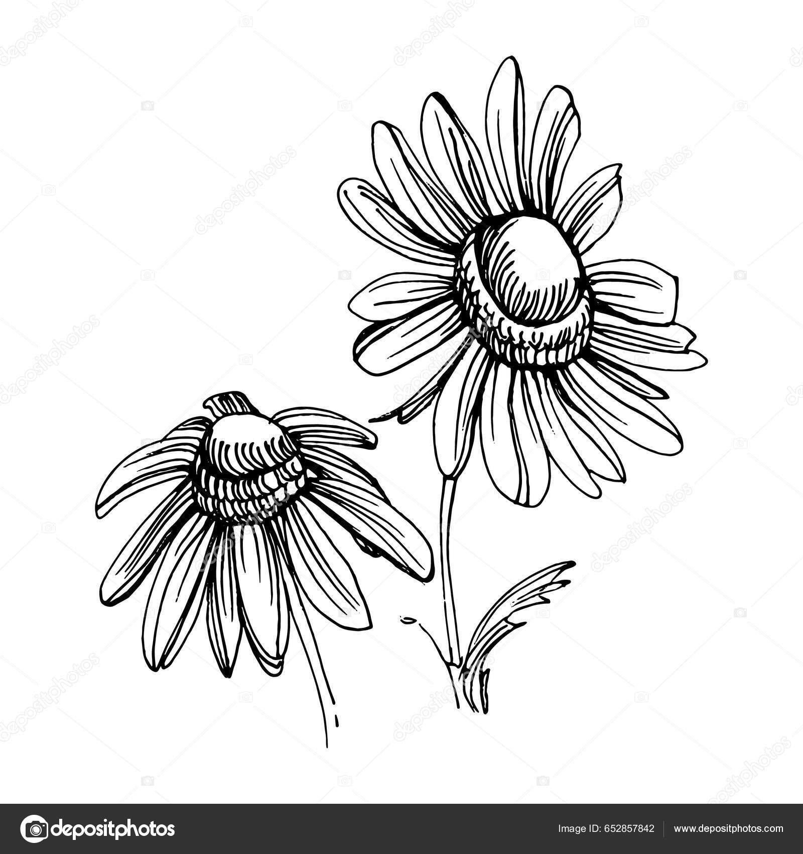 Chamomile Hand Drawing Daisy Whee Stock Vector by ©AcantStudio 652857842