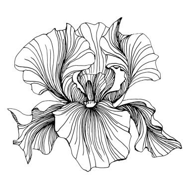 İris çiçeği. Çiçekli botanik çiçeği. İzole illüstrasyon elementi. Arkaplan, doku, ambalaj deseni, çerçeve veya kenar çizimi için vektör el.