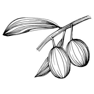 Zeytin eskiz elemanı. Zeytin dalları izole edilmiş. Arkaplan, doku, ambalaj deseni, çerçeve veya kenar çizimi için vektör el.
