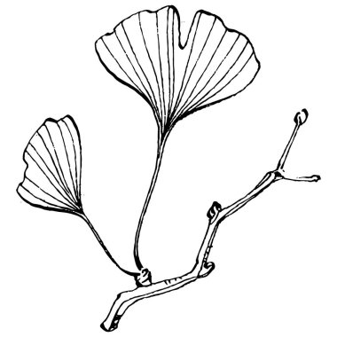 Ginkgo bitkisi elle çizilmiş. Çiçek dövmesi sanat tarzında detaylı. Beyaz arka planda siyah beyaz klipsli sanat. Logo için antika vintage oyma çizimi