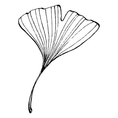 Ginkgo bitkisi elle çizilmiş. Çiçek dövmesi sanat tarzında detaylı. Beyaz arka planda siyah beyaz klipsli sanat. Logo için antika vintage oyma çizimi