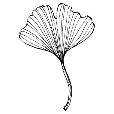 Ginkgo bitkisi elle çizilmiş. Çiçek dövmesi sanat tarzında detaylı. Beyaz arka planda siyah beyaz klipsli sanat. Logo için antika vintage oyma çizimi