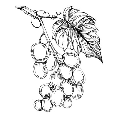 Elle çizilmiş üzüm çizimi. Şarap asması ana hatları, yaprakları, böğürtlenleri kapatır. Beyaz arka planda siyah beyaz klipsli sanat. Şarap tasarımı için antika bir gravür..  
