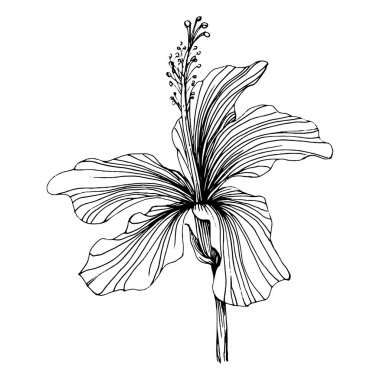 Hibiscus çiçeği. Bitki bilimi. İzole illüstrasyon elementi. Arkaplan, doku, ambalaj deseni, çerçeve veya kenar çizimi için vektör el.