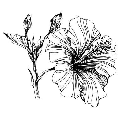Hibiscus çiçeği. Bitki bilimi. İzole illüstrasyon elementi. Arkaplan, doku, ambalaj deseni, çerçeve veya kenar çizimi için vektör el.