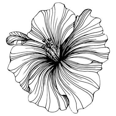 Hibiscus çiçeği. Bitki bilimi. İzole illüstrasyon elementi. Arkaplan, doku, ambalaj deseni, çerçeve veya kenar çizimi için vektör el.