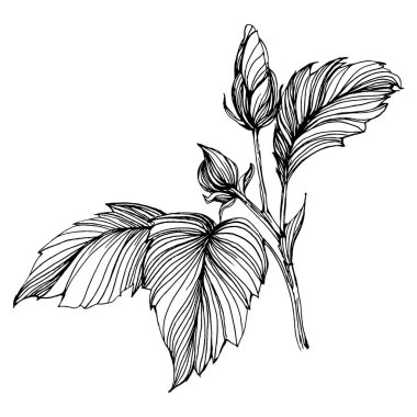 Hibiscus çiçeği. Bitki bilimi. İzole illüstrasyon elementi. Arkaplan, doku, ambalaj deseni, çerçeve veya kenar çizimi için vektör el.