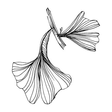 Ginkgo bitkisi elle çizilmiş. Çiçek dövmesi sanat tarzında detaylı. Beyaz arka planda siyah beyaz klipsli sanat. Logo için antika vintage oyma çizimi