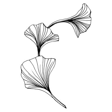Ginkgo bitkisi elle çizilmiş. Çiçek dövmesi sanat tarzında detaylı. Beyaz arka planda siyah beyaz klipsli sanat. Logo için antika vintage oyma çizimi