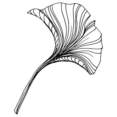 Ginkgo bitkisi elle çizilmiş. Çiçek dövmesi sanat tarzında detaylı. Beyaz arka planda siyah beyaz klipsli sanat. Logo için antika vintage oyma çizimi
