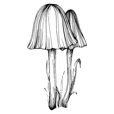 Logo için mantar çizimi. Mantar dövmesi sanat tarzında detaylı. Beyaz arka planda siyah beyaz klipsli sanat. Antika vintage gravür çizimi.
