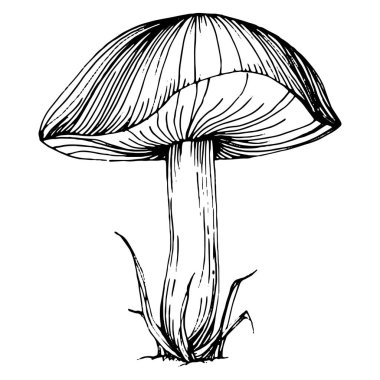 Logo için mantar çizimi. Mantar dövmesi sanat tarzında detaylı. Beyaz arka planda siyah beyaz klipsli sanat. Antika vintage gravür çizimi.