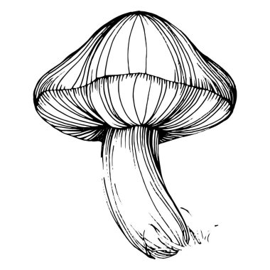 Logo için mantar çizimi. Mantar dövmesi sanat tarzında detaylı. Beyaz arka planda siyah beyaz klipsli sanat. Antika vintage gravür çizimi.