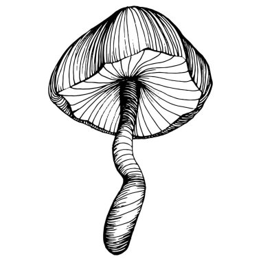 Logo için mantar çizimi. Mantar dövmesi sanat tarzında detaylı. Beyaz arka planda siyah beyaz klipsli sanat. Antika vintage gravür çizimi.