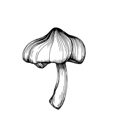 Logo için mantar çizimi. Mantar dövmesi sanat tarzında detaylı. Beyaz arka planda siyah beyaz klipsli sanat. Antika vintage gravür çizimi.