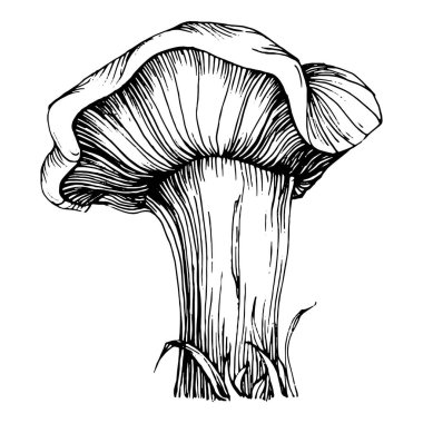Logo için mantar çizimi. Mantar dövmesi sanat tarzında detaylı. Beyaz arka planda siyah beyaz klipsli sanat. Antika vintage gravür çizimi.