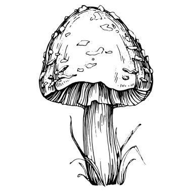 Logo için mantar çizimi. Mantar dövmesi sanat tarzında detaylı. Beyaz arka planda siyah beyaz klipsli sanat. Antika vintage gravür çizimi.